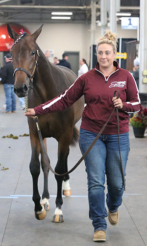Midwest Standardbred Horse Sale